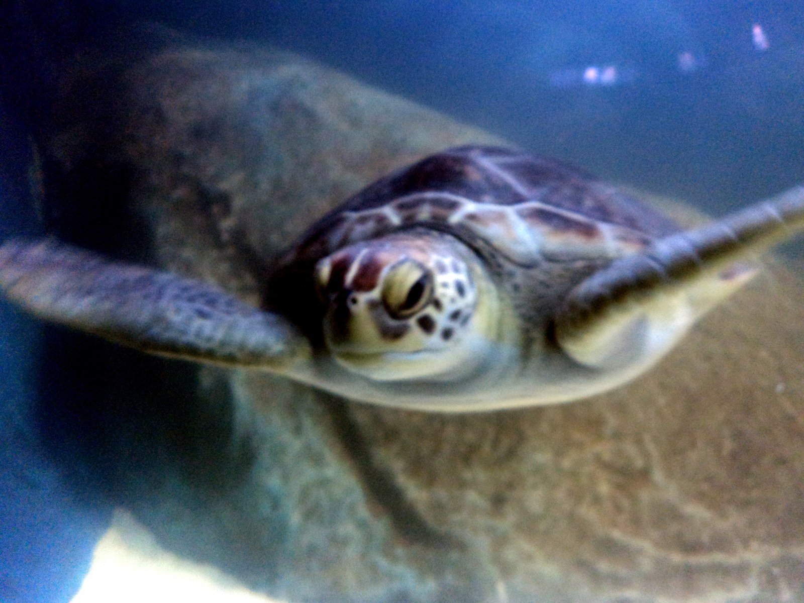 Tartaruga marinha nadando em tanque do Aquário de Santos