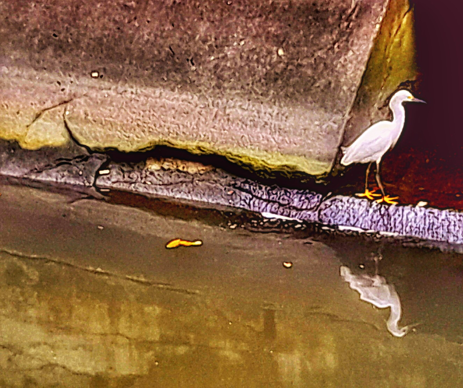 Garça pousada na mureta de um canal de Santos