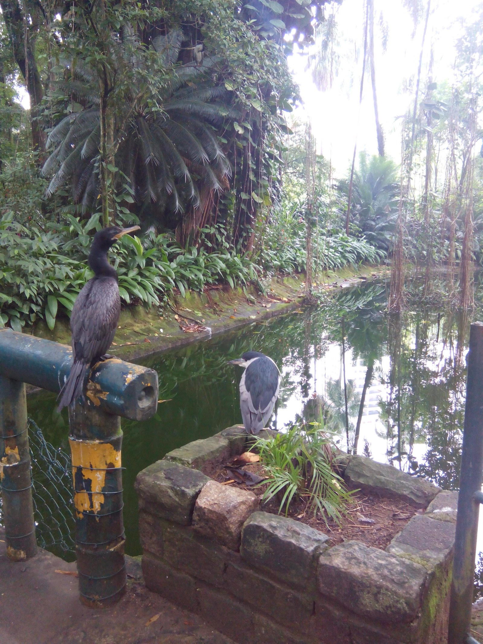 Orquidário de Santos: o parque que nasceu de um plano de saneamento